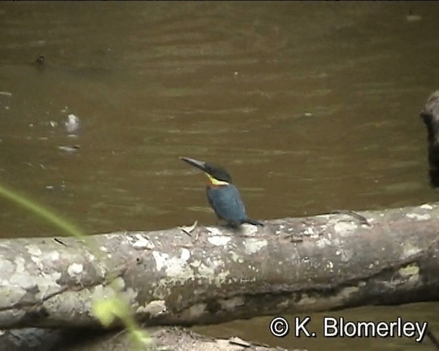 Green-and-rufous Kingfisher - ML201021681