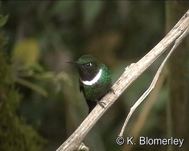 kolibřík bělolímcový - ML201021711
