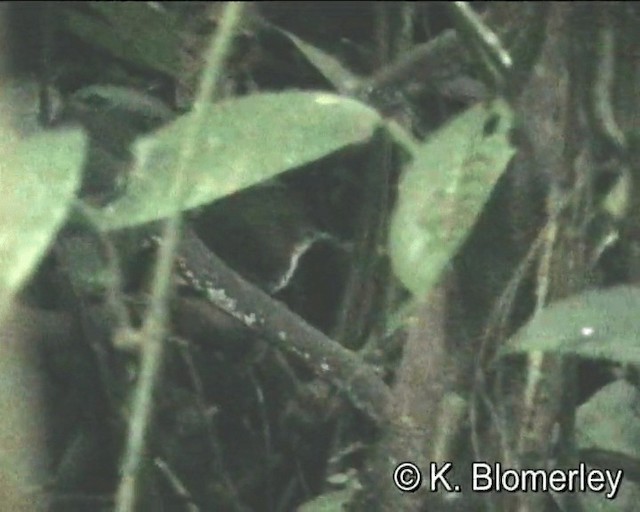Соловьиный крапивник (taeniatus/occidentalis) - ML201021871