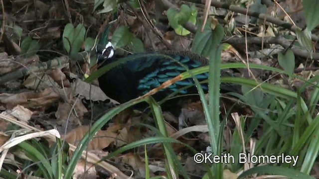 Palawan Peacock-Pheasant - ML201022321