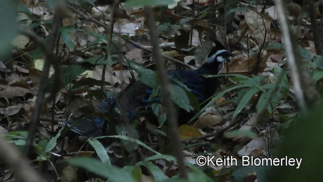 Palawan Peacock-Pheasant - ML201022341