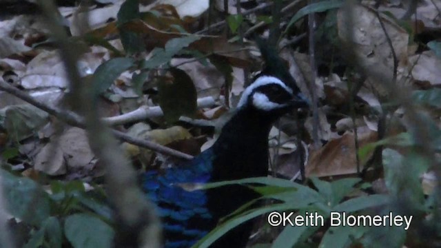 Palawan Peacock-Pheasant - ML201022351