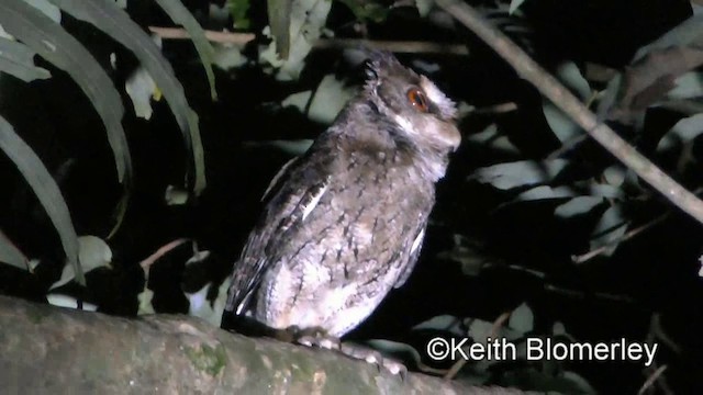 Philippine Scops-Owl - ML201022551
