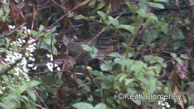 Philippine Bush Warbler - ML201022721