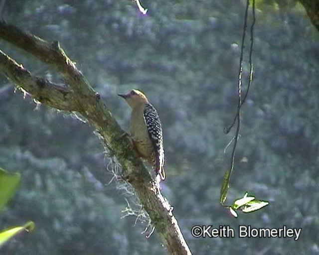 Red-crowned Woodpecker - ML201023811