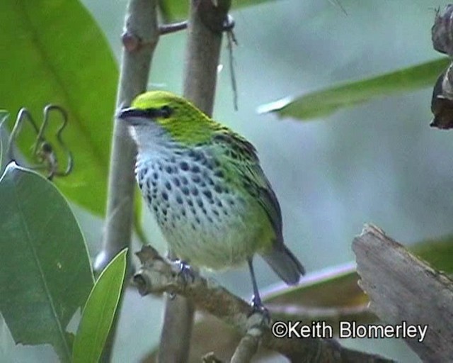 Speckled Tanager - ML201024141