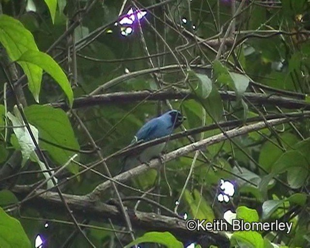 Swallow Tanager - ML201024171