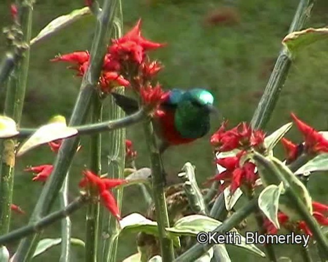 Olive-bellied Sunbird - ML201024211