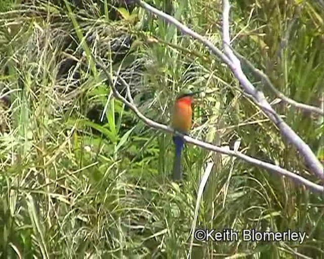 Red-throated Bee-eater - ML201024301
