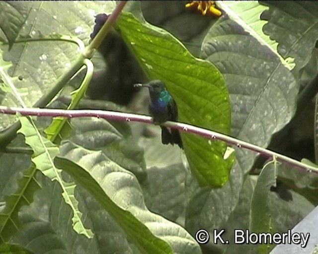 Purple-chested Hummingbird - ML201024431