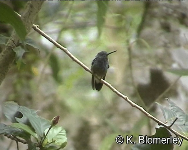 kolibřík západokolumbijský - ML201024441