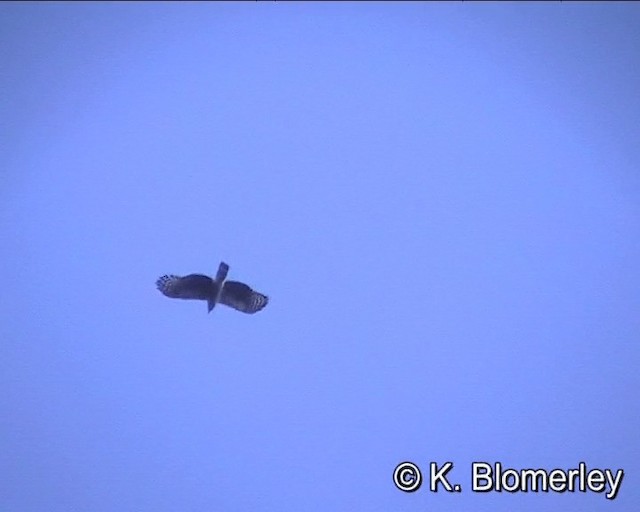 Hook-billed Kite (Hook-billed) - ML201024641