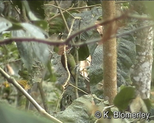Golden-olive Woodpecker (rubripileus) - ML201024691
