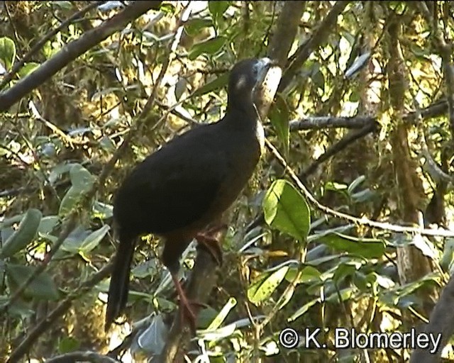 Sickle-winged Guan - ML201024781