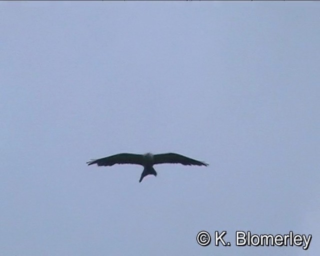 Swallow-tailed Kite - ML201024941
