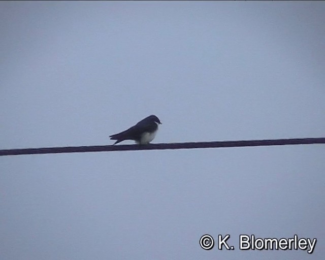 Blue-and-white Swallow (cyanoleuca) - ML201024951