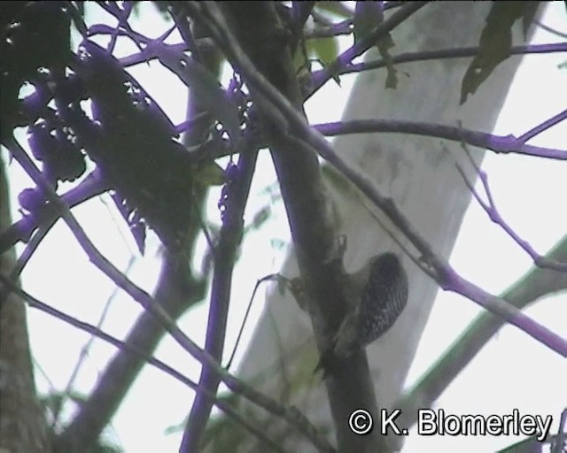 Black-cheeked Woodpecker - ML201024991
