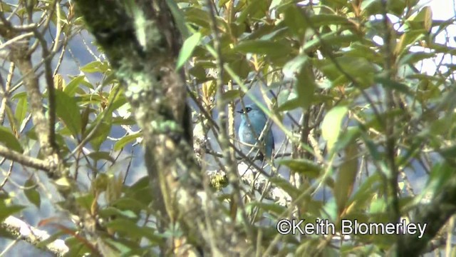 Turquoise Flycatcher - ML201025071