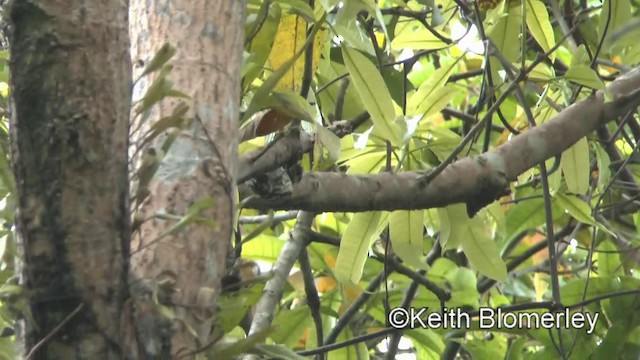 Philippine Pygmy Woodpecker - ML201025111