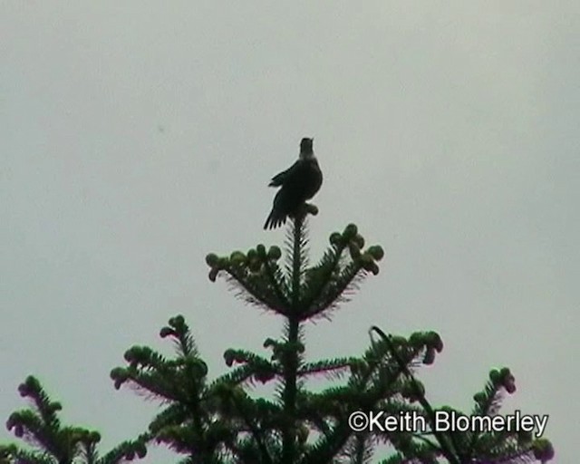 White-collared Blackbird - ML201025171