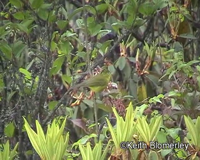 Green-crowned Warbler - ML201025181