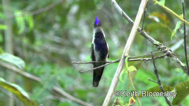 Purple-crowned Plovercrest - ML201025351