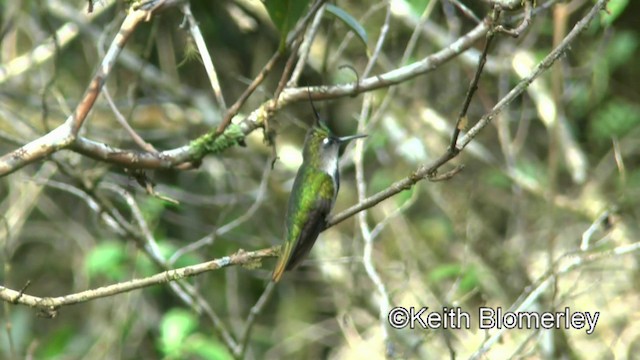 Green-crowned Plovercrest - ML201025361