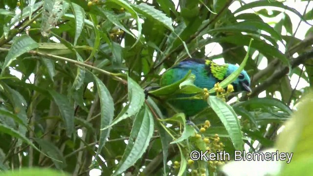 Green-headed Tanager - ML201025511