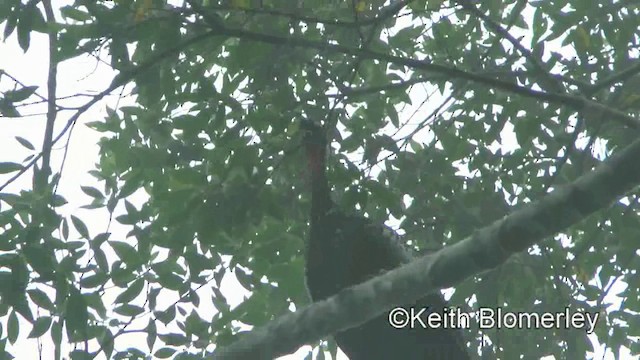 Black-fronted Piping-Guan - ML201025541