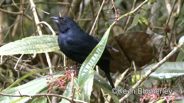 Ruby-crowned Tanager - ML201025641