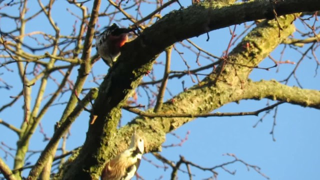 Middle Spotted Woodpecker - ML201026041