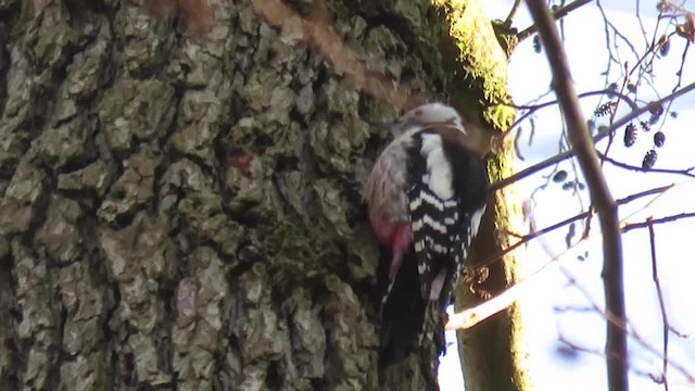 Middle Spotted Woodpecker - ML201026191