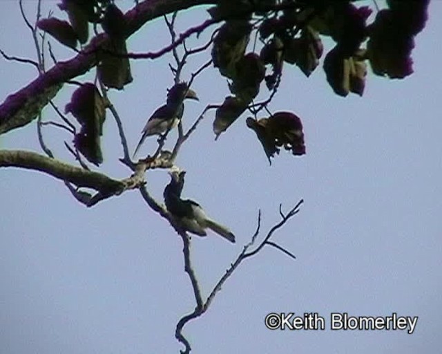 Piping Hornbill (Eastern) - ML201026501