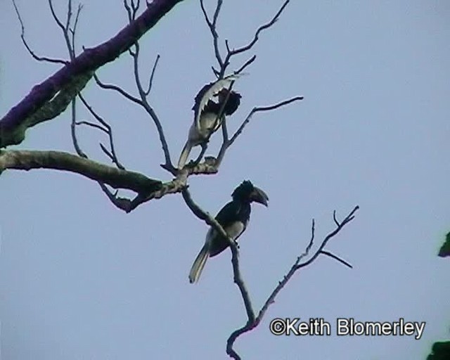 Piping Hornbill (Eastern) - ML201026511