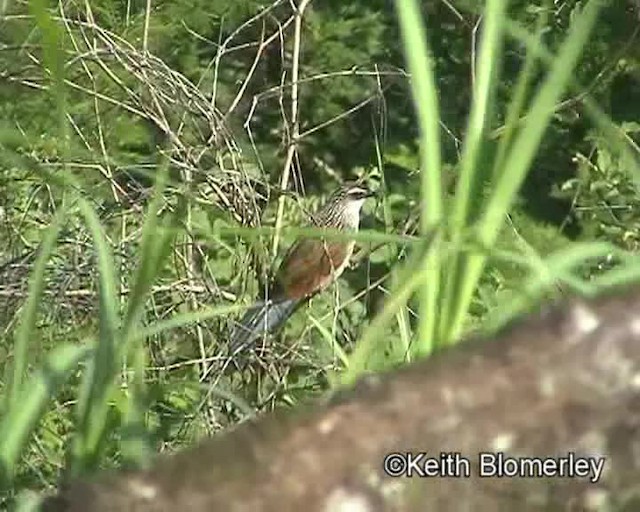 White-browed Coucal (White-browed) - ML201026531