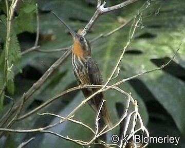 kolibřík pilozobý - ML201026941