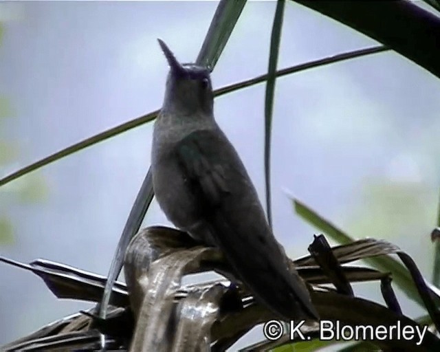Sombre Hummingbird - ML201027051