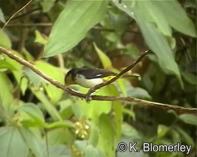 Yellow-backed Tanager - ML201027071
