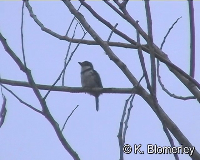 Pied Puffbird (Lesser) - ML201027211