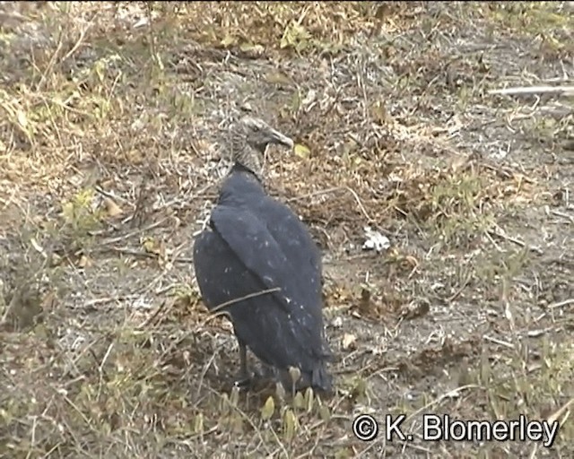 Black Vulture - ML201027251