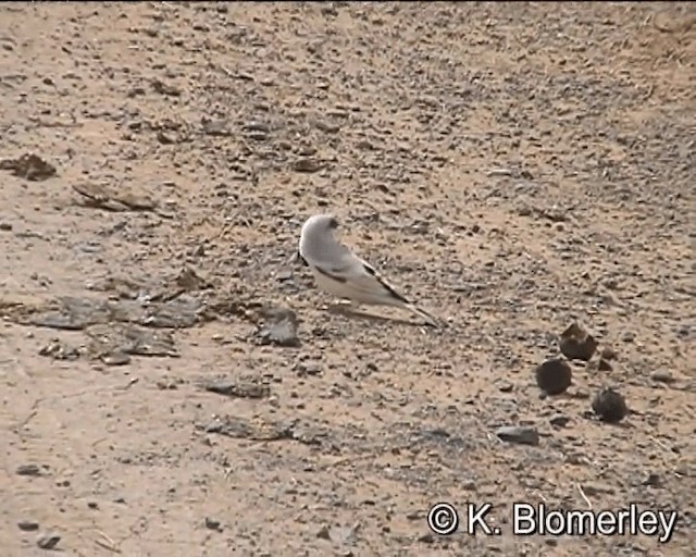 Desert Sparrow - ML201027721