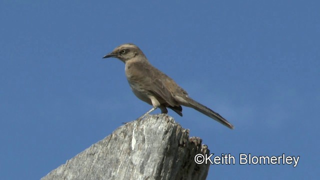 Chalk-browed Mockingbird - ML201028061