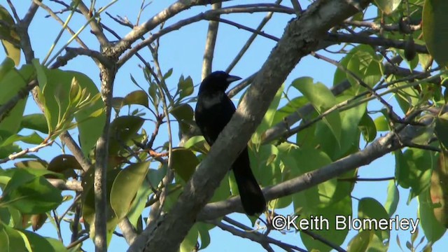 White-lined Tanager - ML201028141