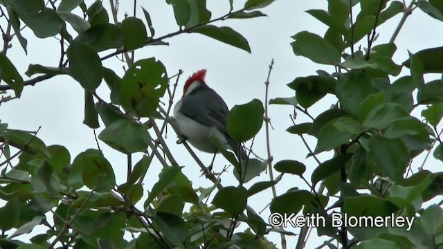 Red-crested Cardinal - ML201028321