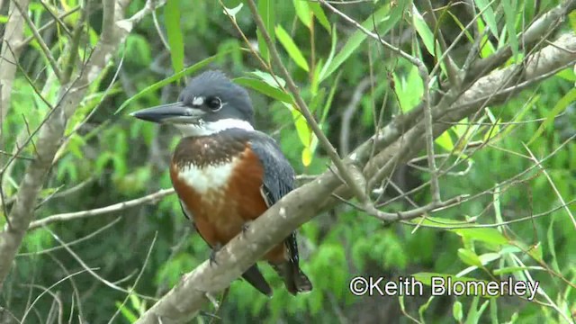 Ringed Kingfisher (Northern) - ML201028341