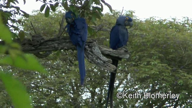 Hyacinth Macaw - ML201028501