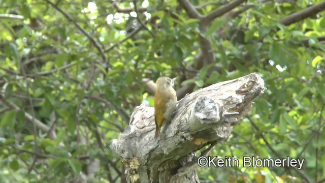 Little Woodpecker - ML201028521