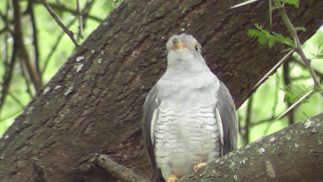 African Cuckoo - ML201028641
