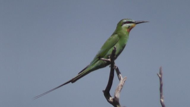 Blue-cheeked Bee-eater - ML201028751