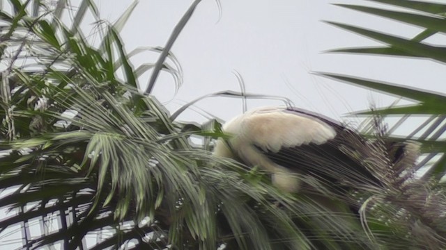 Palm-nut Vulture - ML201028851